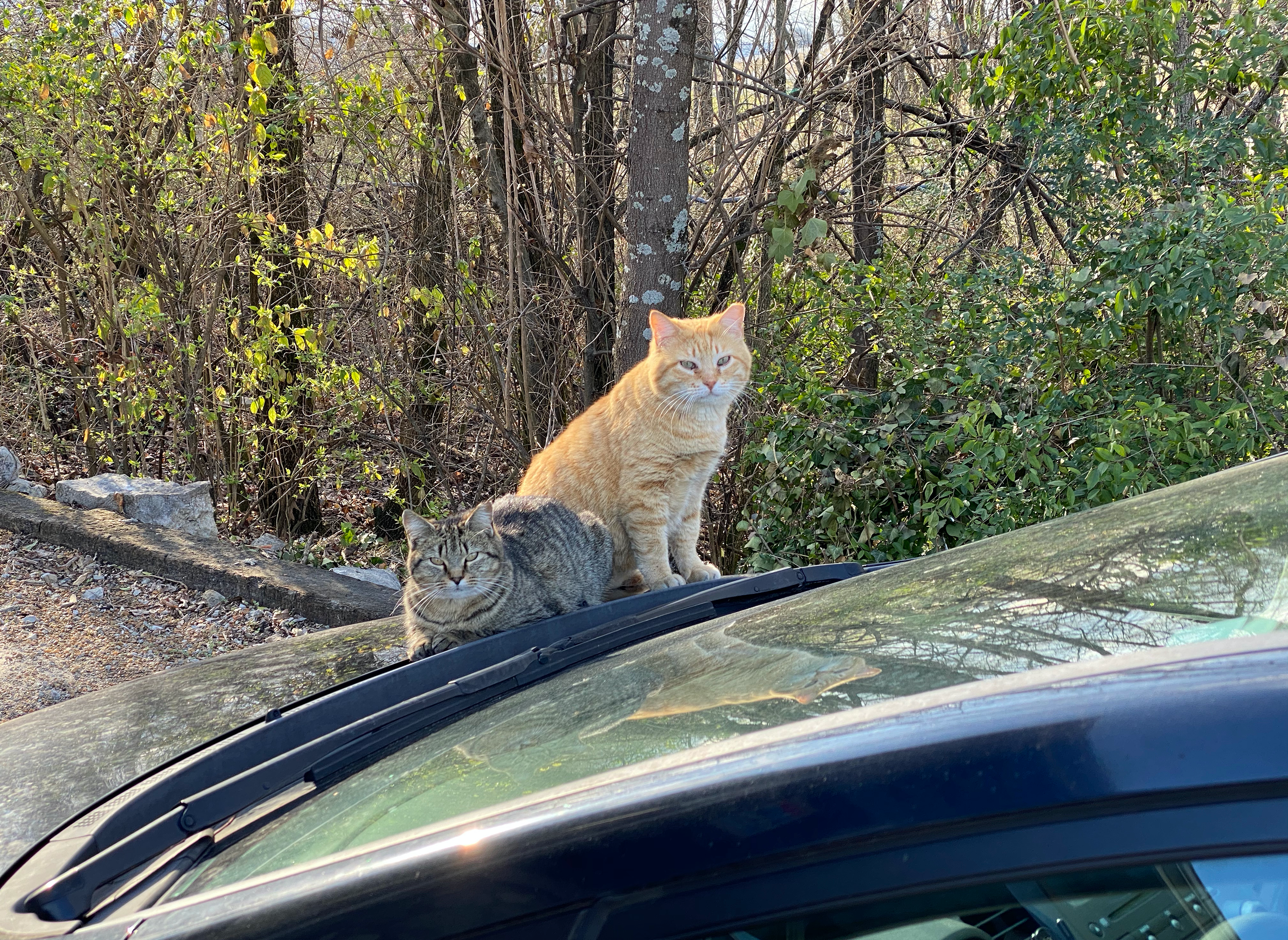 Chattanooga Feral Cat Alliance