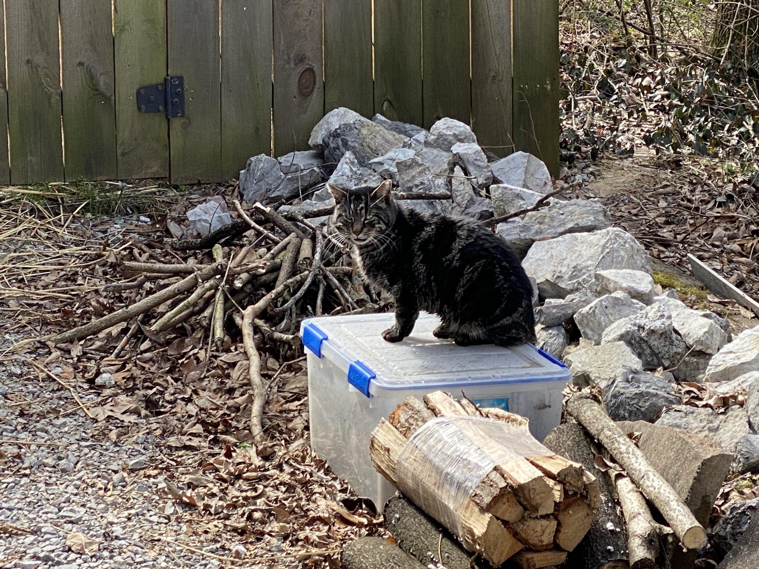 Recommended Clinics/Veterinarians – Chattanooga Feral Cat Alliance