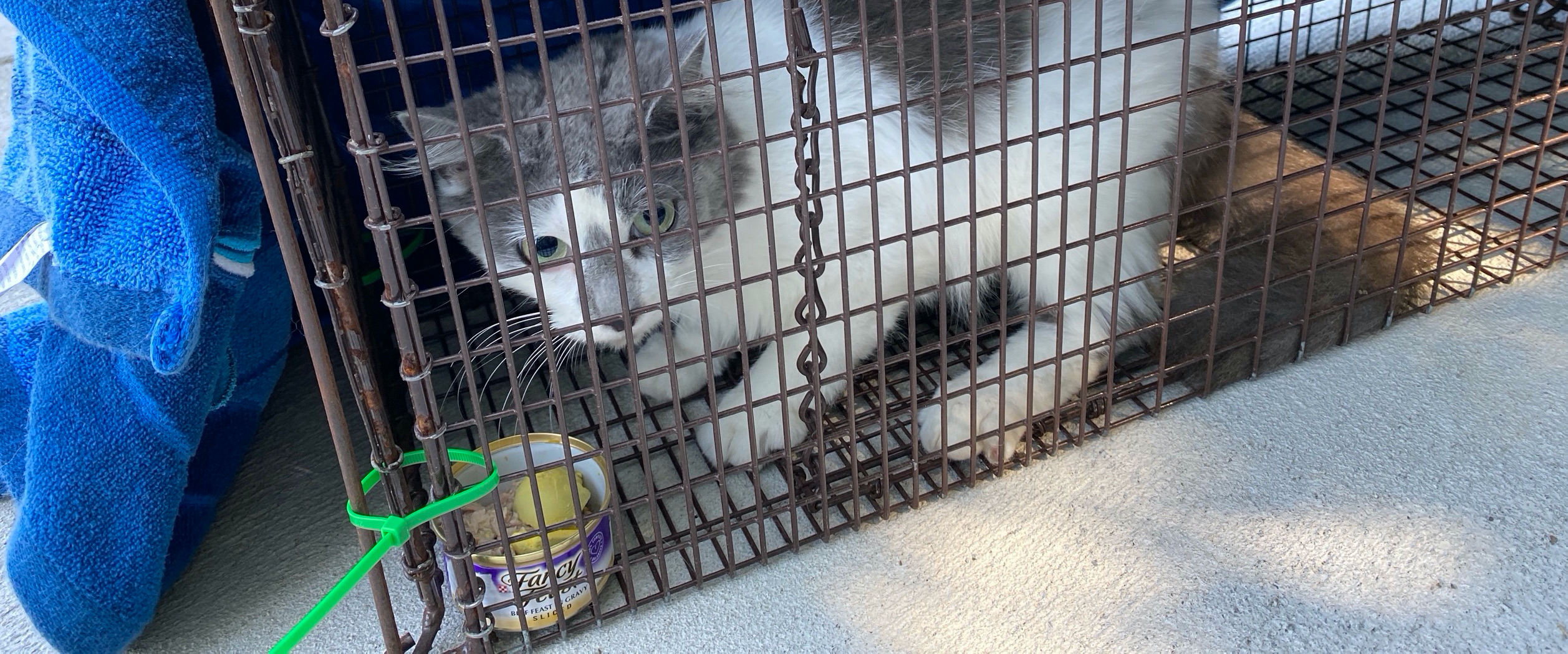 Rochelle responds to controversial post: No euthanasia, but feral cat traps  still available