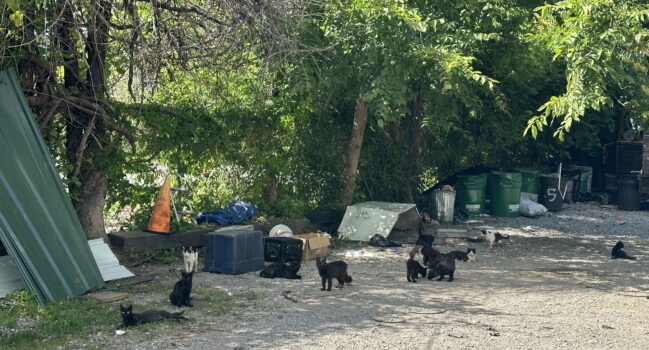 What to expect on trapping day