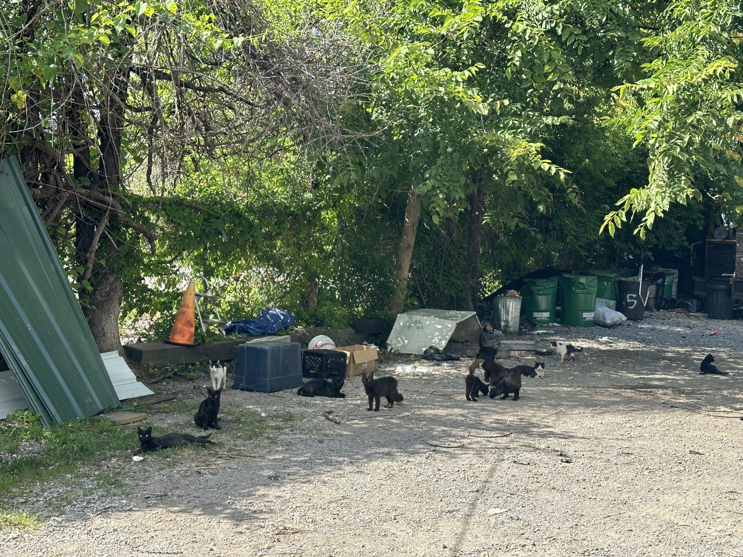 Chattanooga Feral Cat Alliance